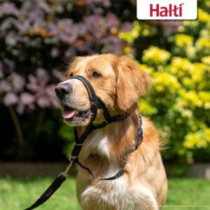 HALTI Headcollar Size 1 Black, UK Bestselling Dog Head Harness to Stop Pulling on the Lead, Easy to Use, Padded Nose Band, Adjustable & Reflective, Professional Anti-Pull Training Aid for Small Dogs